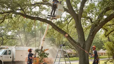 Tacoma, WA tree pruning service helping trim overgrowth and improve tree safety