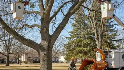 Tacoma, WA tree pruning crew trimming branches for safer, healthier trees
