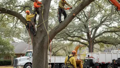 Tacoma, WA tree removal crew safely clearing a hazardous tree for local property protection