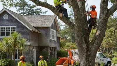 Tree service crew in Tacoma, WA providing professional tree care and removal for local properties