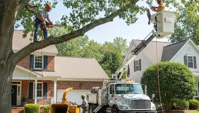 Tacoma, WA tree service crew trimming and removing trees for safe, professional property care