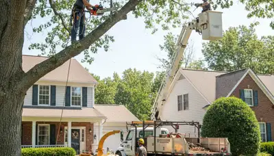 Tree service crew in Tacoma, WA providing professional tree trimming and removal services