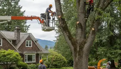 Tree service crew in Tacoma, WA providing professional tree care and removal for local homes and businesses
