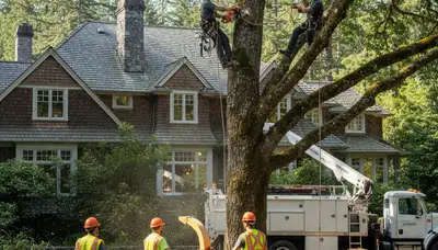 Tree service crew in Tacoma, WA providing professional tree care for local properties
