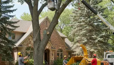 Tree service crew in Tacoma, WA providing professional tree trimming and removal services