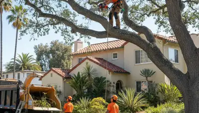 Tree service team in Tacoma, WA providing professional tree care and removal services