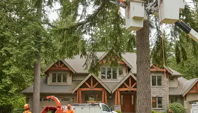 Tree service crew in Tacoma, WA providing professional tree trimming and removal services