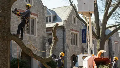 Tree service crew in Tacoma, WA providing professional tree removal and trimming services