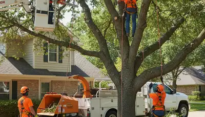 Tacoma, WA tree trimming crew maintaining healthy, safer trees for local homeowners